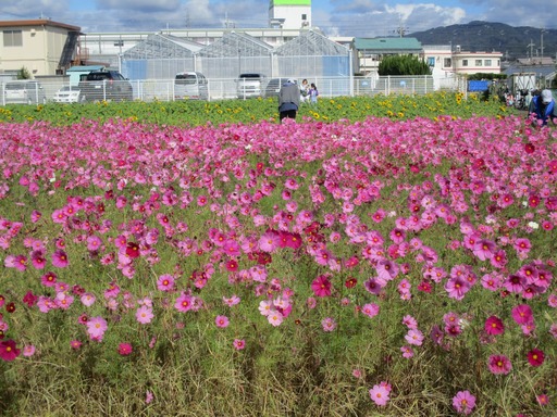 コスモス、ひまわり鑑賞　【生活介護】