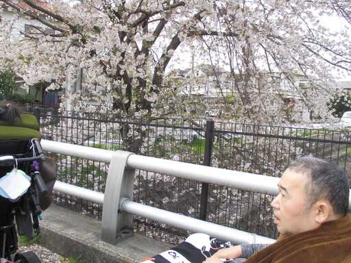 お花見　3　【生活介護】