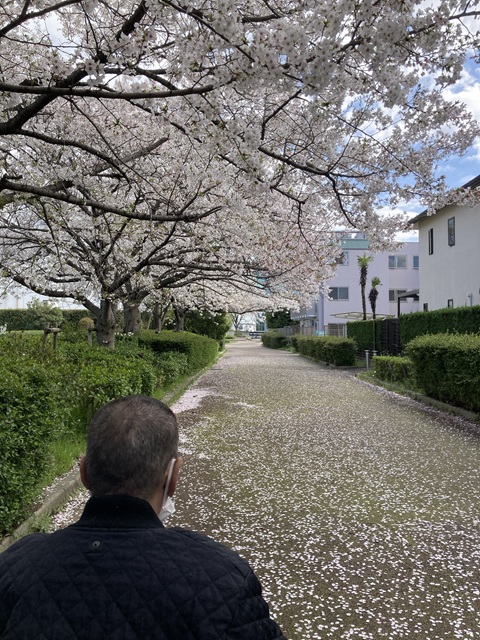 お花見の季節ですね