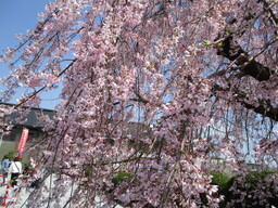 お花見 2026 【生活介護】