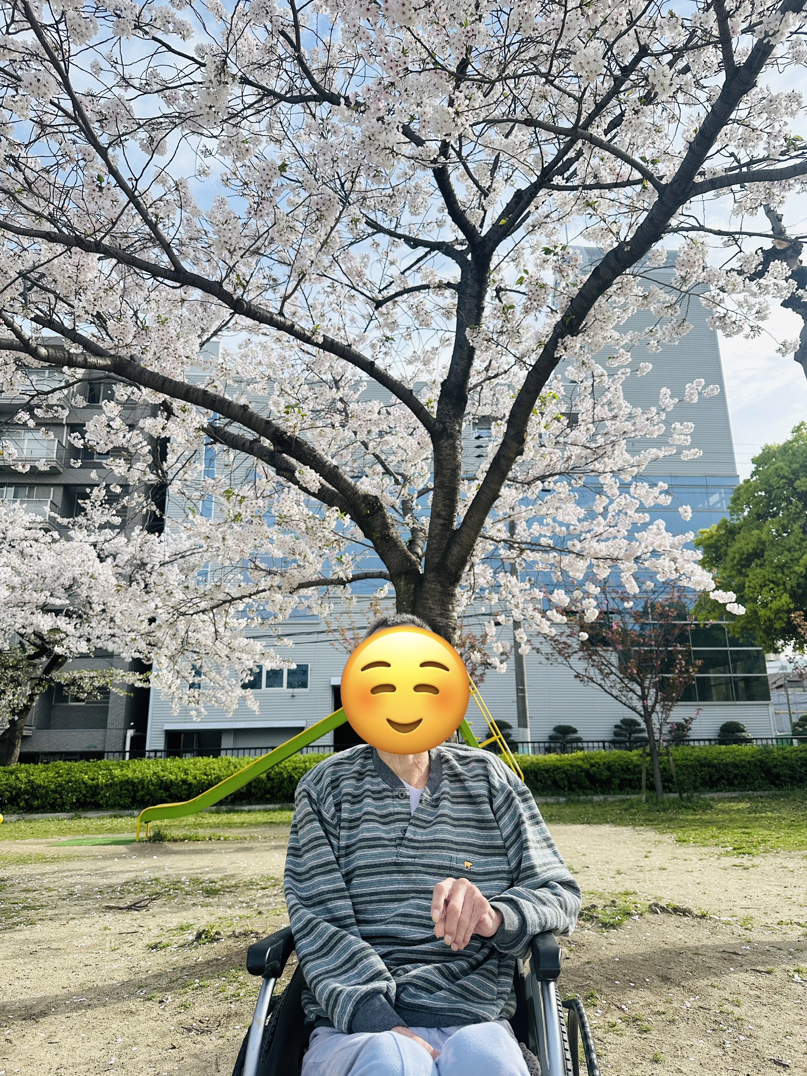 お花見🌸