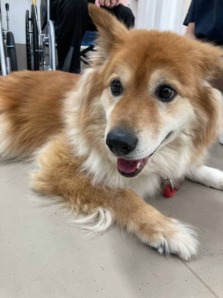セラピードッグ🐶