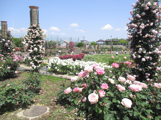 若園ばら公園 2026 【生活介護】