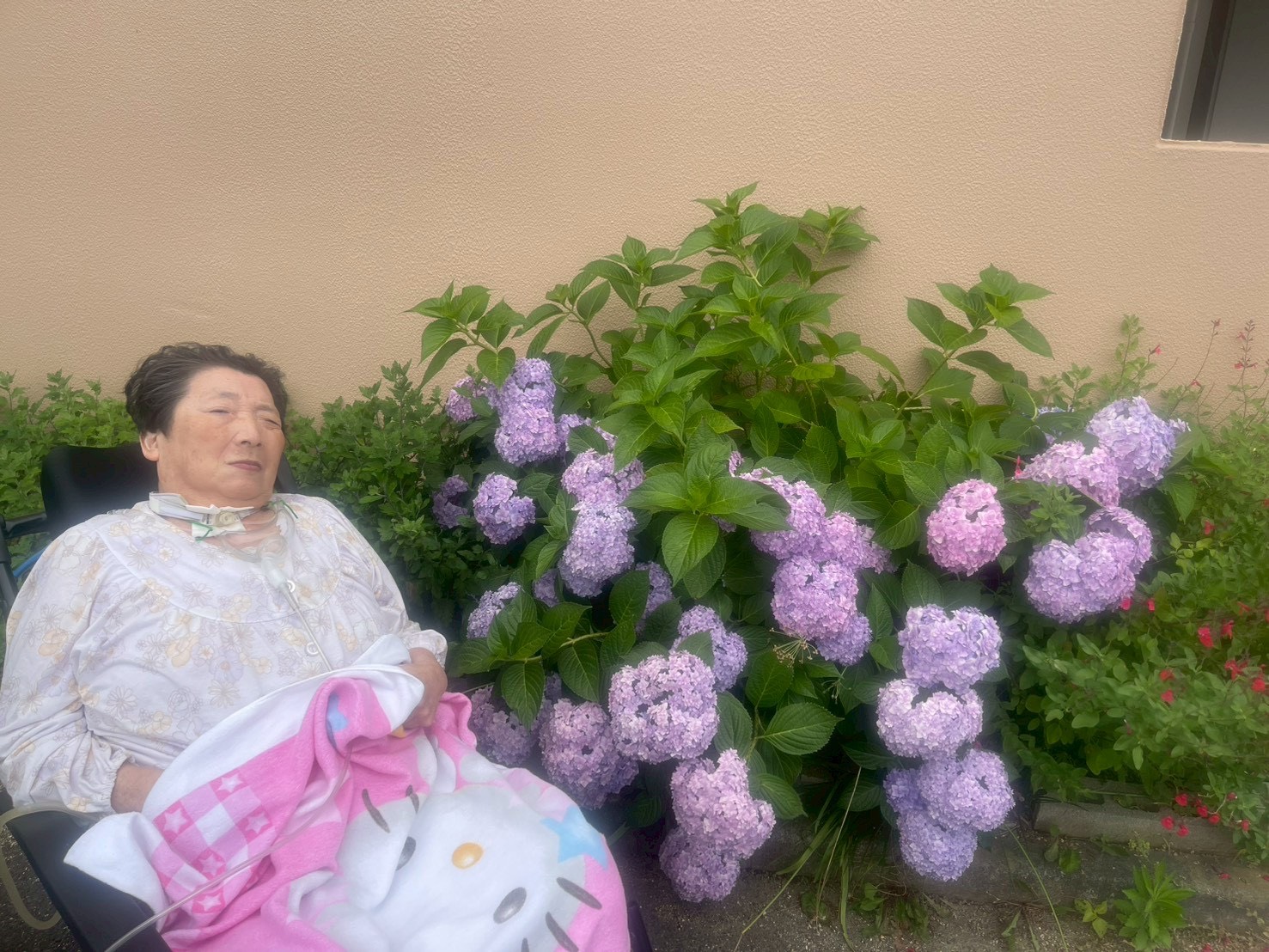 あじさい鑑賞💠🌿‬ ܸ